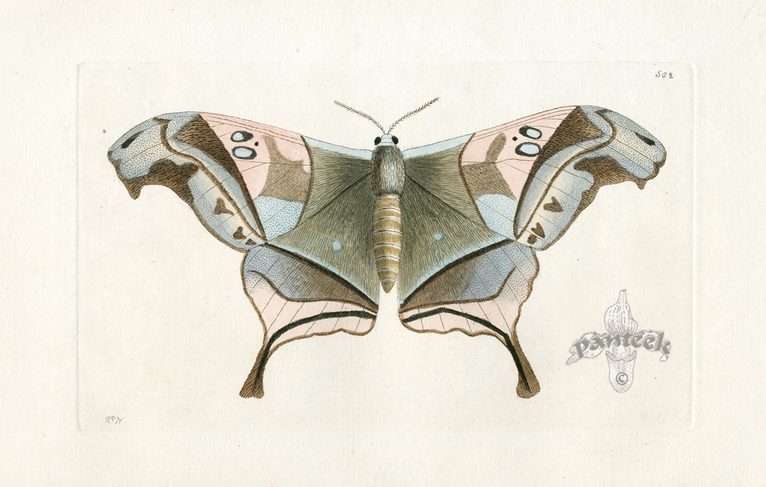 Shaw and Nodder Naturalist's Miscellany 1795-1813