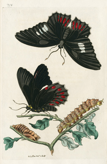Shaw & Nodder Antique Butterfly Prints 1795