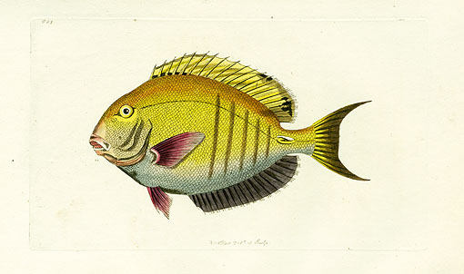 Shaw & Nodder Antique Fish Prints 1795