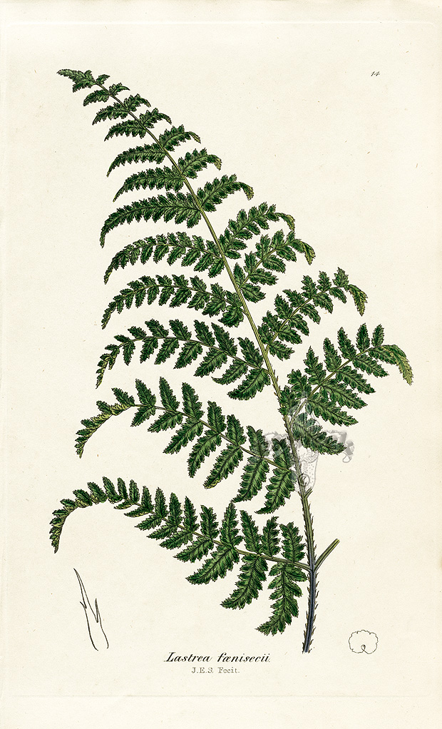 James Sowerby Botanical Prints 1791