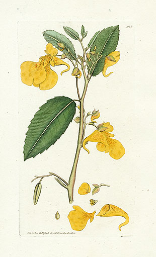 James Sowerby Botanical Prints 1791
