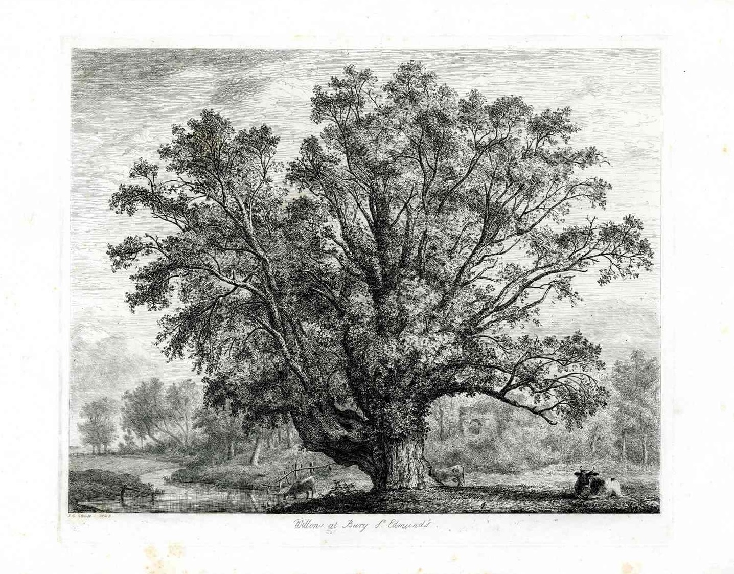 Jacob George Strutt Sylva Britannica Prints 1840