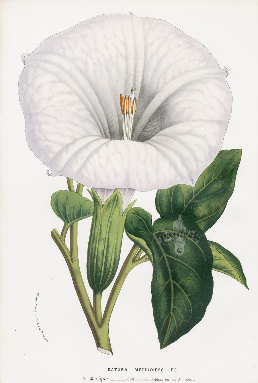 Datura Flowers png images | PNGWing