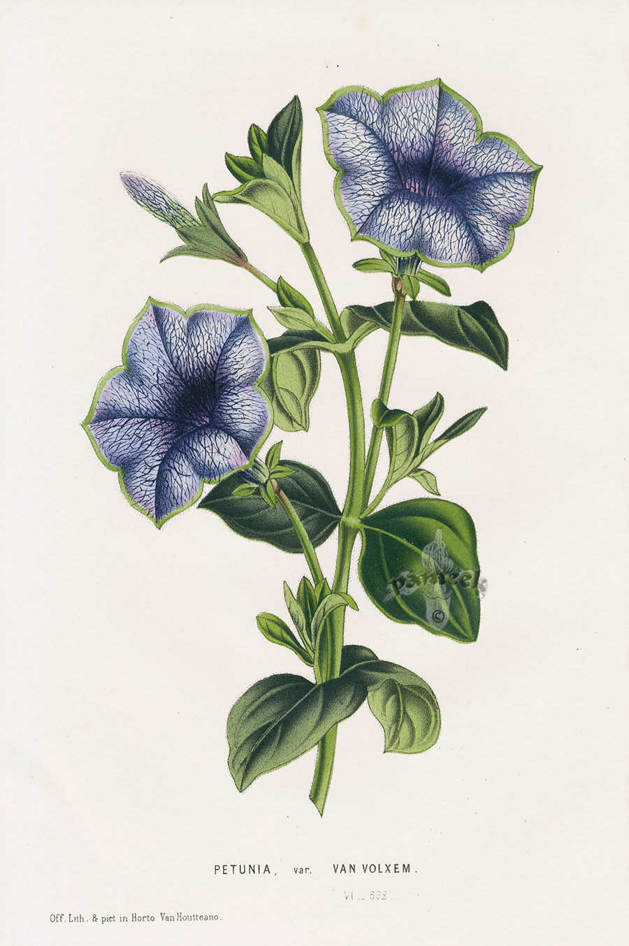 Petunia Van Volxem from Floral Prints of Lily, Blue Poppy, Datura ...