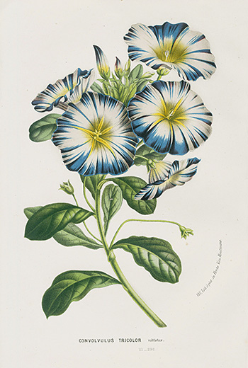 Vintage Flower Prints from Van Houtte 1845