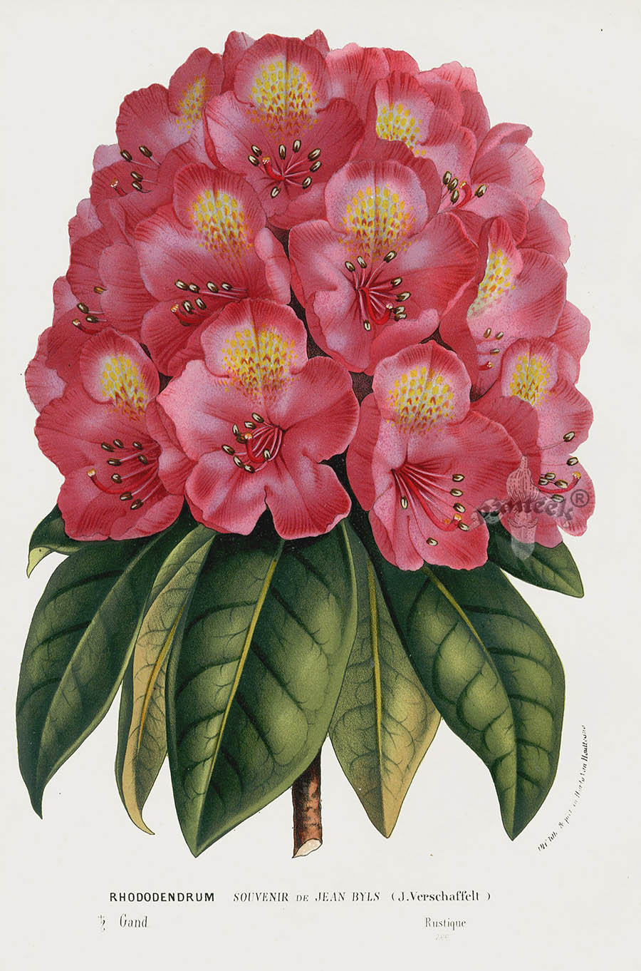 1845 Charles Lemaire Flore des Serres et des Jardin Camellia, Azalea,  Rhododendron Prints