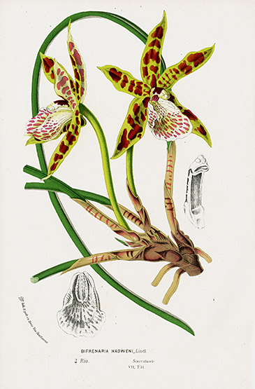 Antique Orchid Prints from Louis Van Houtte 1845