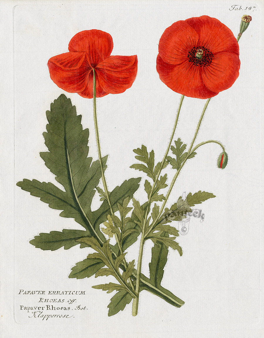 Poppy, Papaver rhoeas from Ferdinand Vietz Icones Plantarum 1800-1822