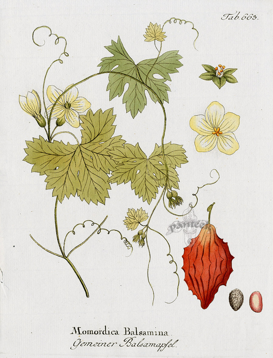 Momordica balsamina from Ferdinand Vietz Icones Plantarum 1800-1822