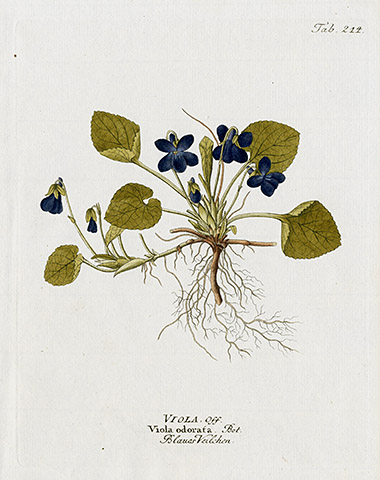 Ferdinand Vietz Icones Plantarum 1800-1822