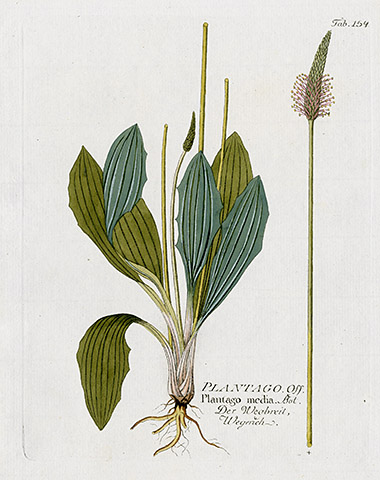 Ferdinand Vietz Icones Plantarum 1800-1822