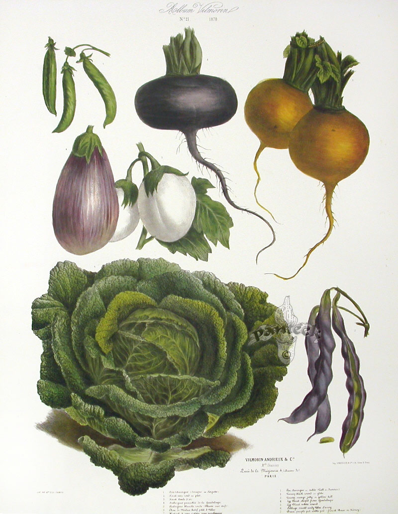 Vegetable Seeds : Vilmorin & Cie