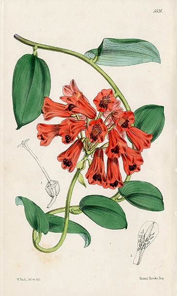 Sir William Jackson Hooker Years of Curtis Botanical Magazine