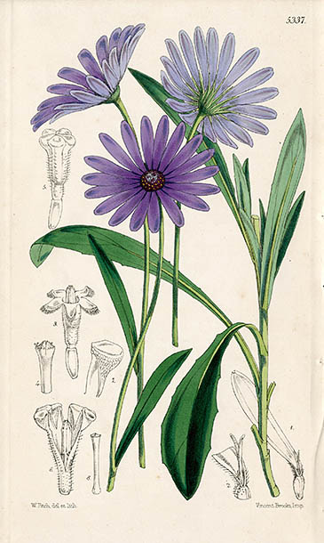 Walter Hood Fitch Prints from Curtis Botanical Magazine