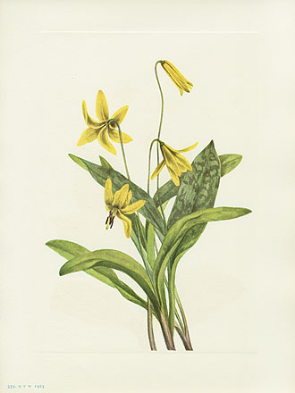 Mary Vaux Walcott North American Wildflower Prints 1925