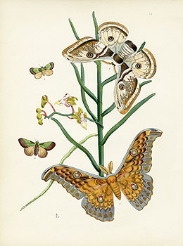 Westwood Insect Prints 1845
