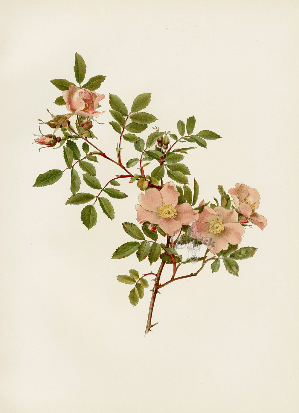 Ellen Willmott Genus Rosa 1914