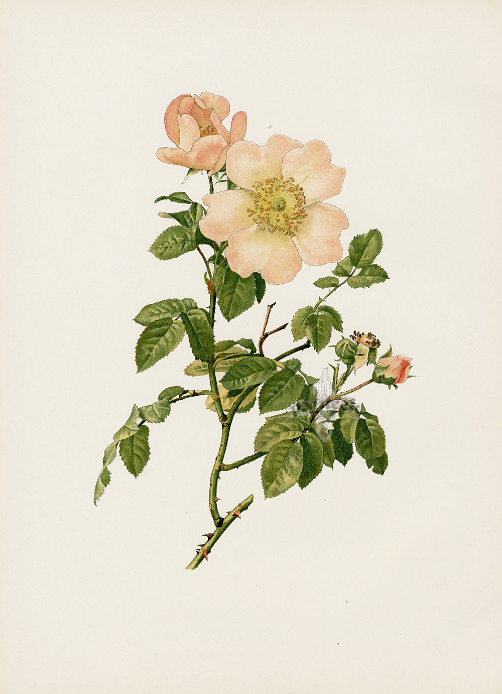 Ellen Willmott Genus Rosa 1914