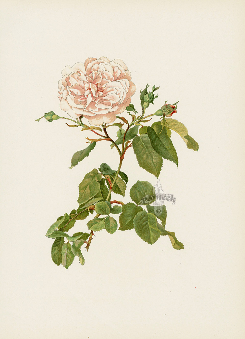 Ellen Willmott Genus Rosa 1914