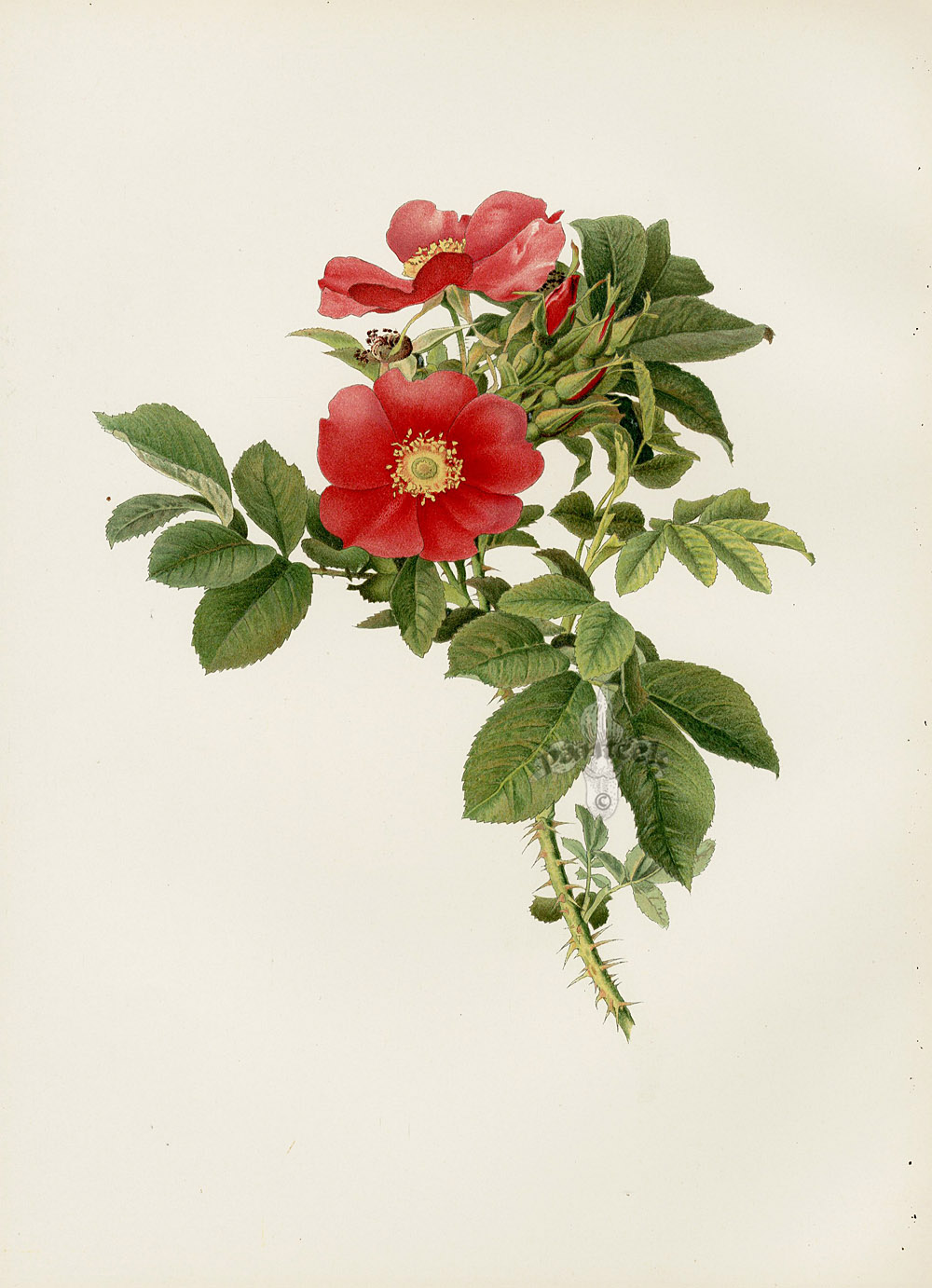 Ellen Willmott Genus Rosa 1914