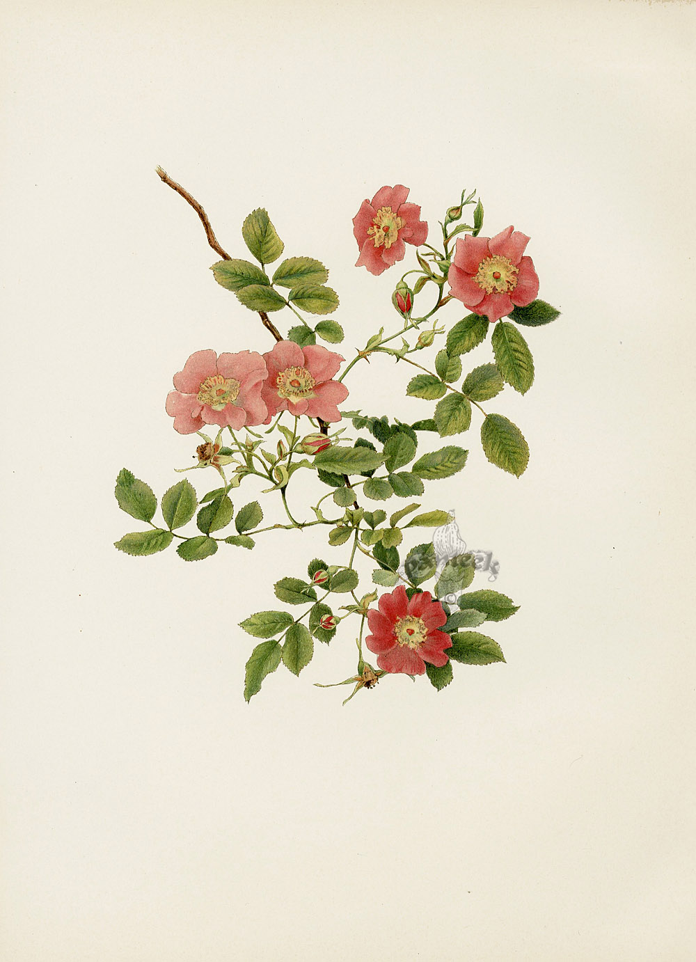 Ellen Willmott Genus Rosa 1914