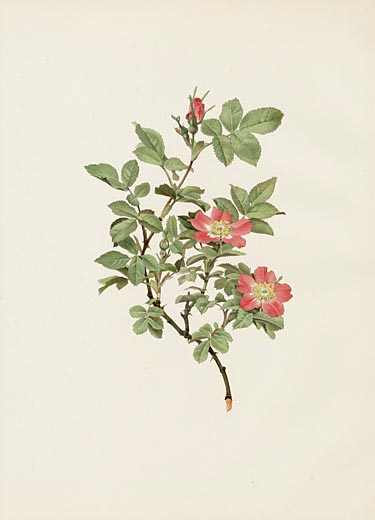 Ellen Willmott Rose Prints 1914 from The Genus Rosa