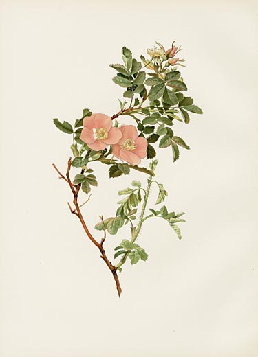 Ellen Willmott Rose Prints 1914 from The Genus Rosa