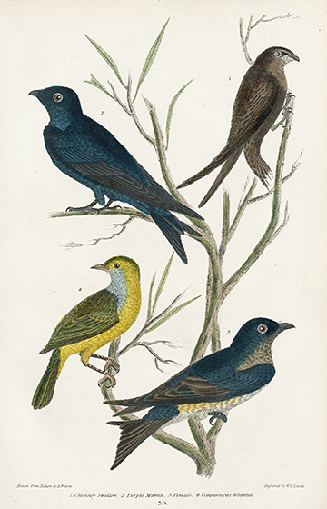 Alexander Wilson Natural History of Birds of the United States 1832