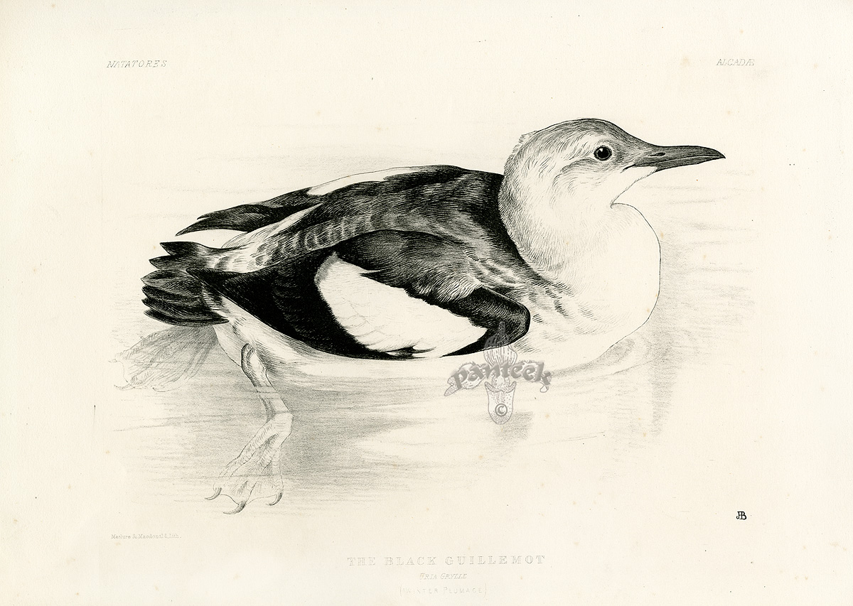 Jemima Blackburn Birds Drawn from Nature 1862