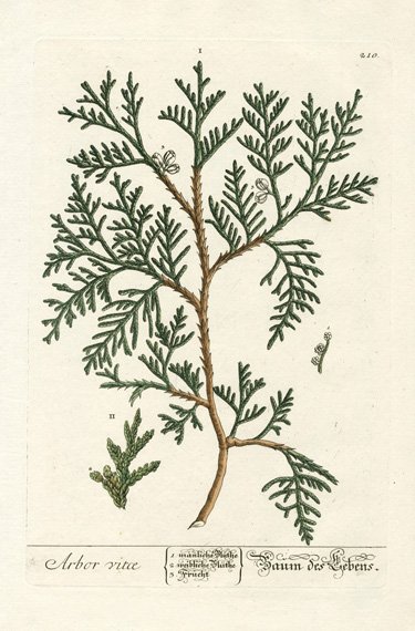Elizabeth Blackwell Herbarium Prints 1757