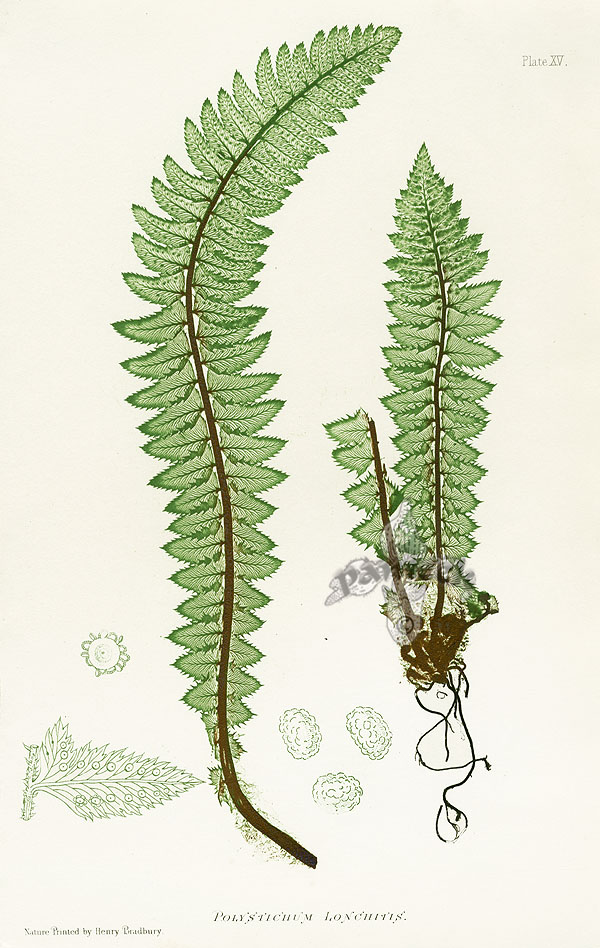 Nature Printed Ferns by Henry Bradbury 1859