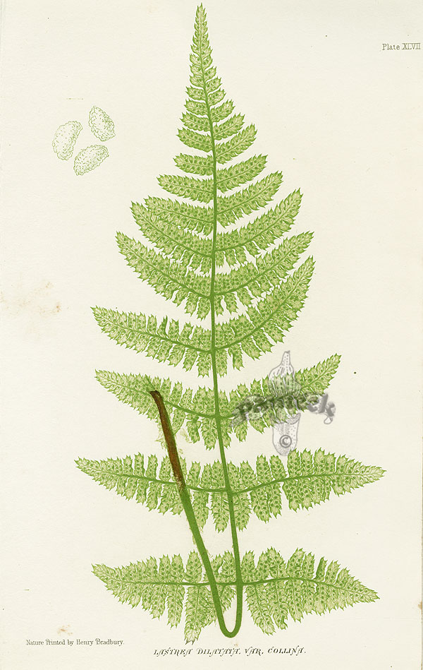 Nature Printed Ferns by Henry Bradbury 1859