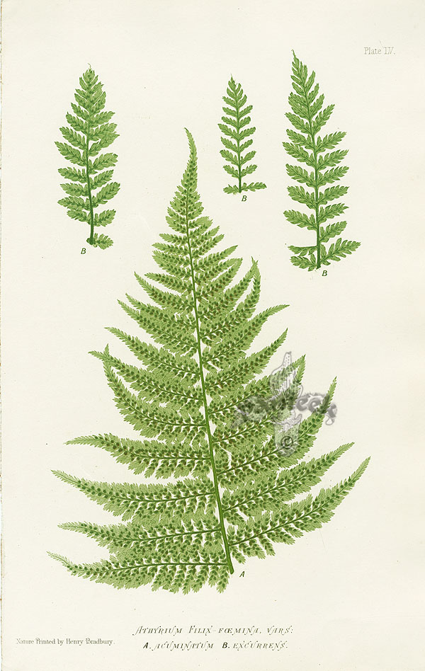 Nature Printed Ferns by Henry Bradbury 1859