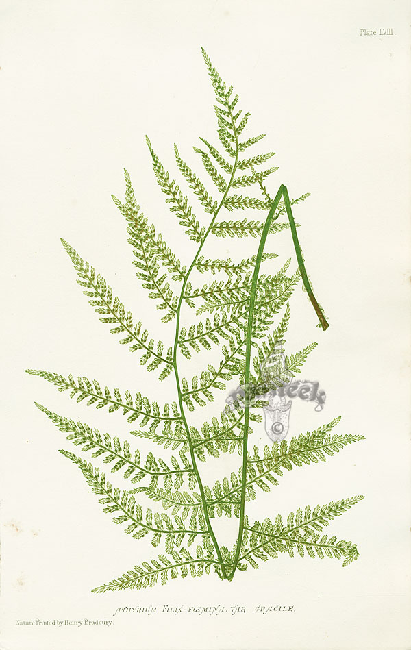 Nature Printed Ferns by Henry Bradbury 1859