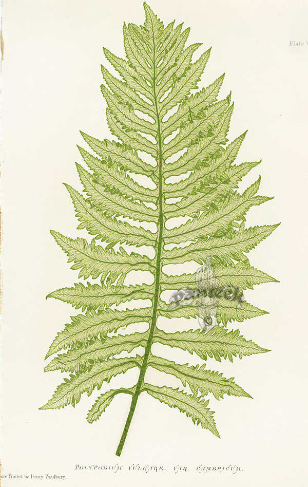 Nature Printed Ferns by Henry Bradbury 1859