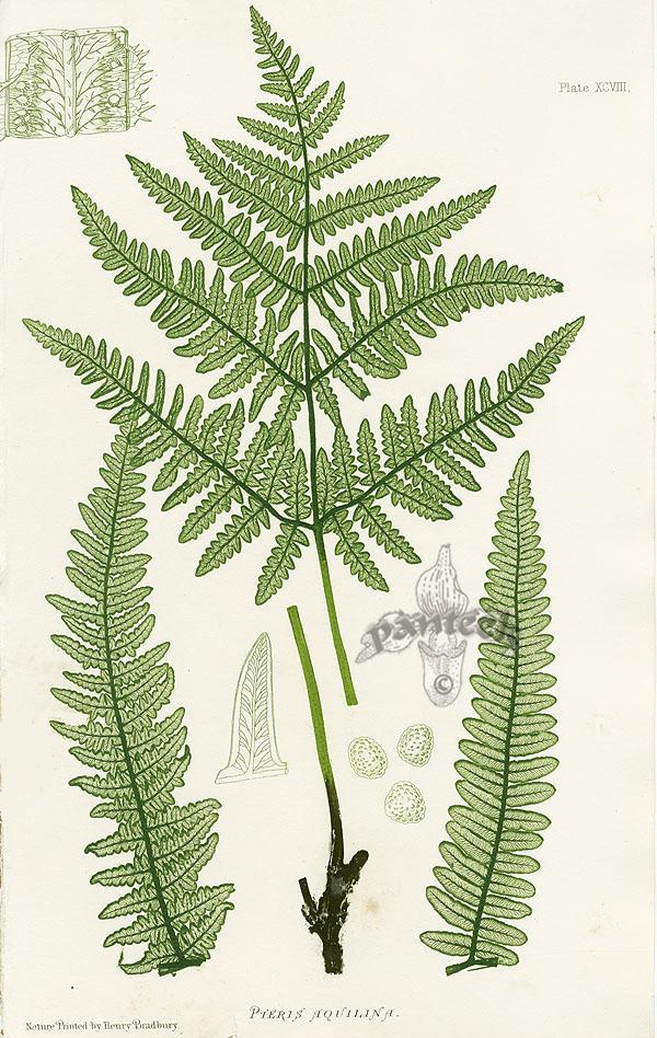 Nature Printed Ferns by Henry Bradbury 1859