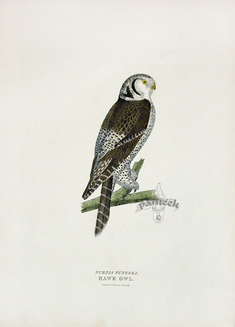 Bird Prints From Captain Brown Illustrations Of The Genera - 