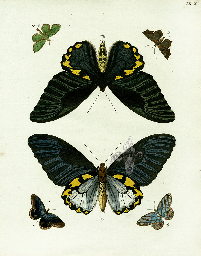 Pieter Cramer Butterflies 1775