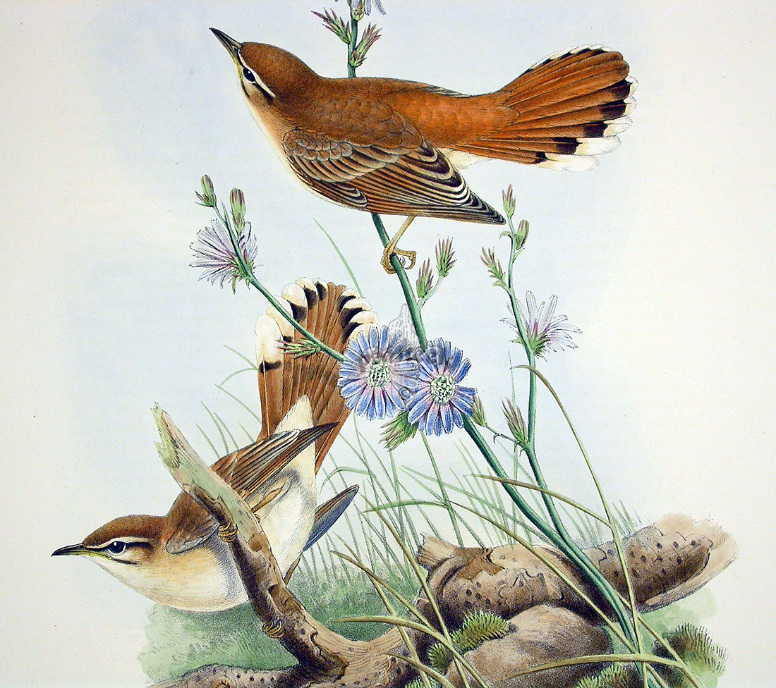 Жаворонок рисунок. John Gould Birds of great Britain 1862-1873. Орнитология рисунок птицы. Винтаж иллюстрации орнитология. Орнитология фон.