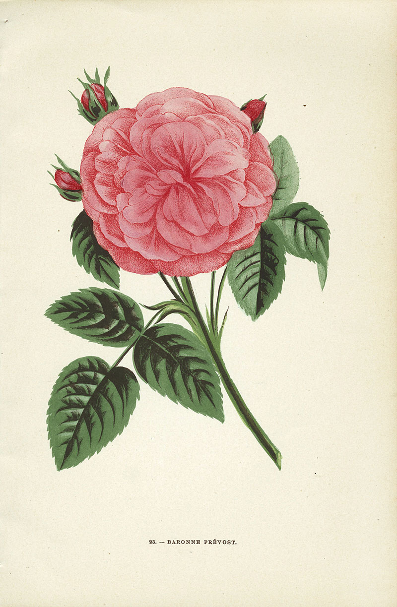 Jamain Rose Prints 1873