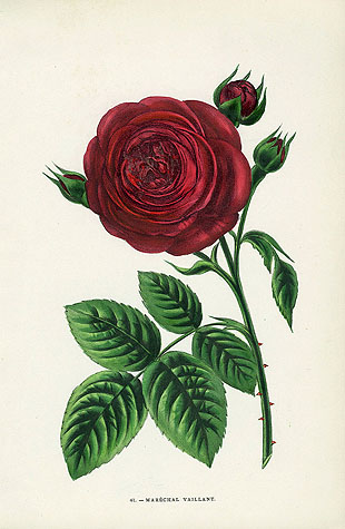 Jamain Rose Prints 1873