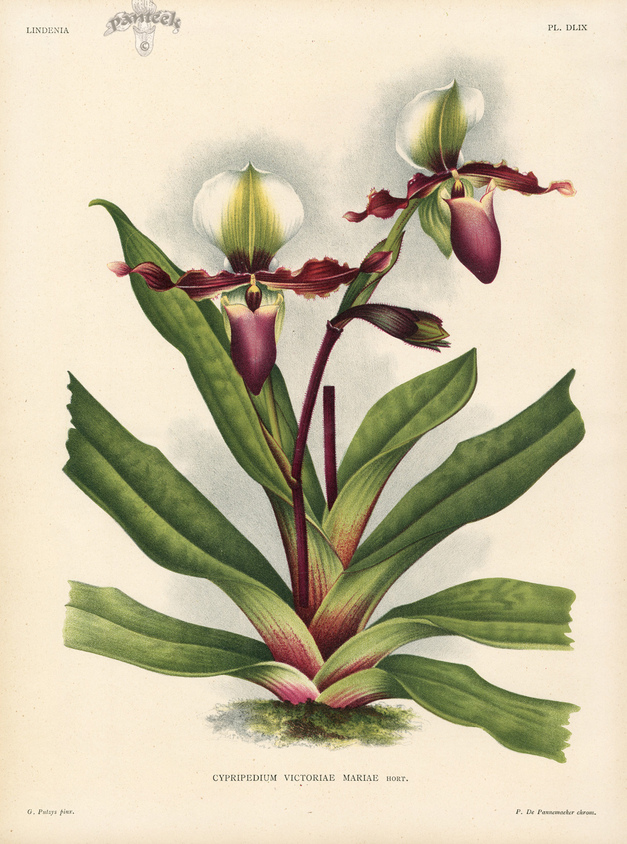 Cypripedium Bictoriae Mariae from Linden Orchid Prints Lindenia 1885