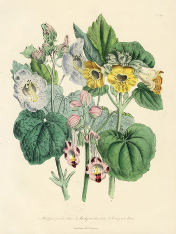 Jane W Louden Ornamental Annuals Prints 1840