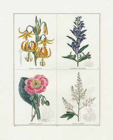 Maund Botanical Garden botanical prints 1825