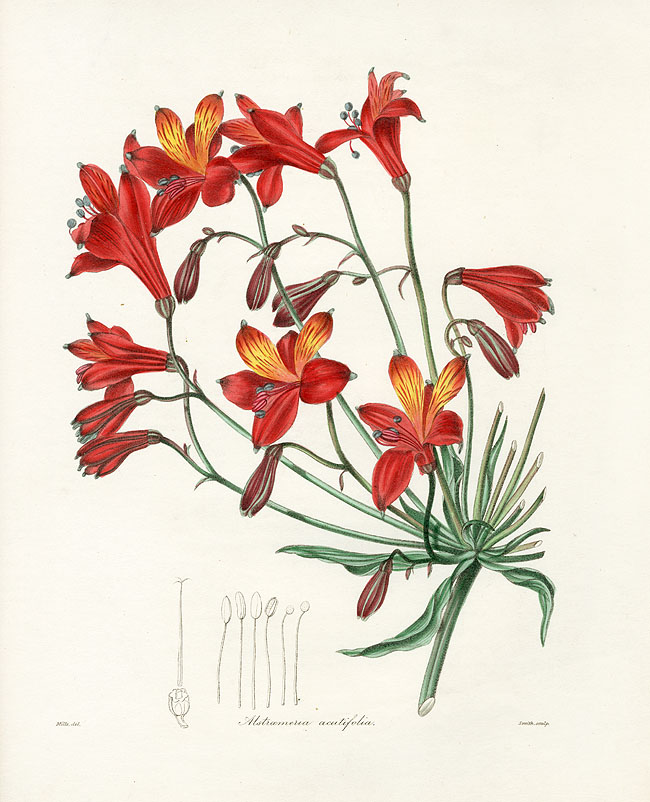 Maund The Botanist 1837 from Panteek
