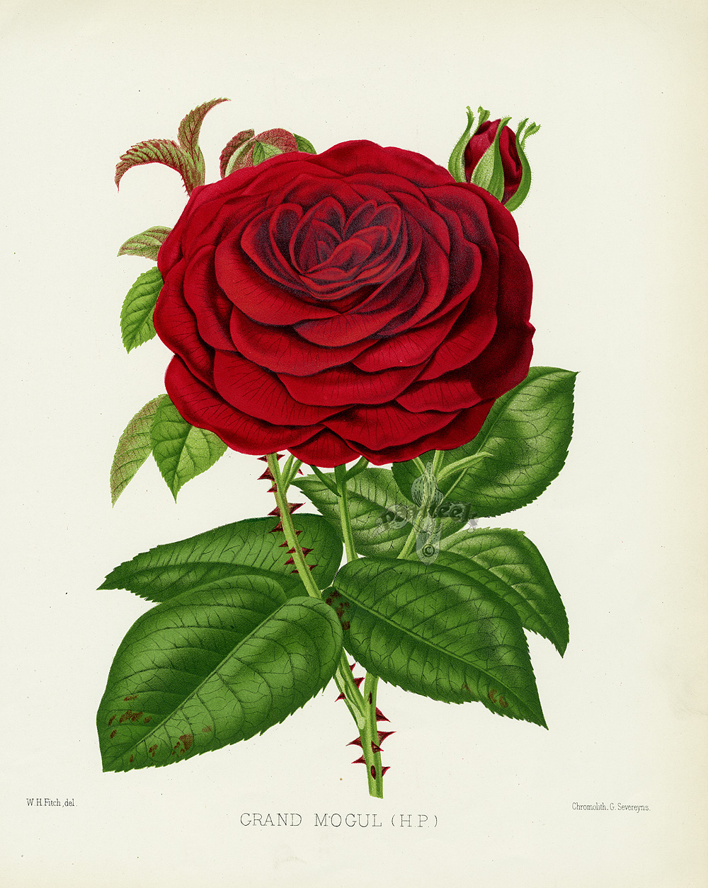 Rose Garden Painting, Rosegarden Print, Rose Garden Artwork