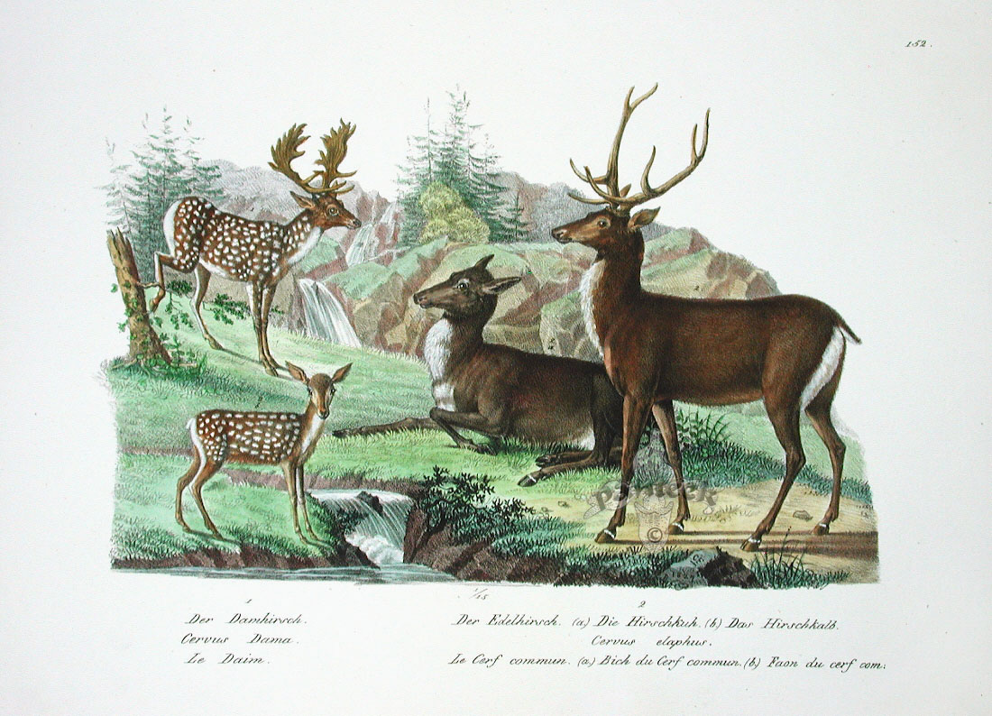 Antique Mammal Prints from Schinz 1827