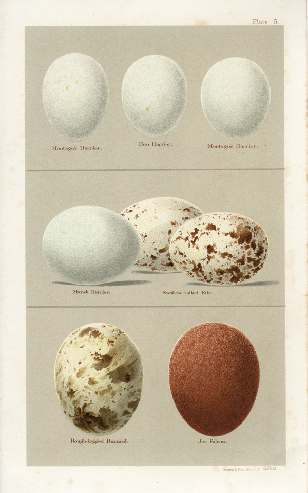 Original outlet Antique Natural History Bird Eggs Great lithograph. Geese eggs