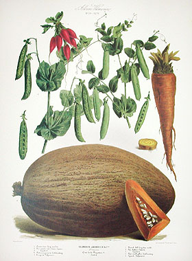 Vegetables Illustration Vintage Print 3 - Vilmorin (VP1087