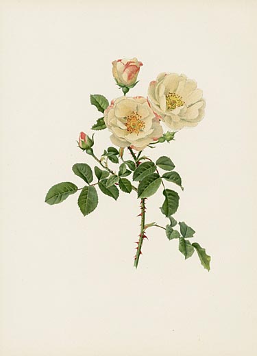 Ellen Willmott Rose Prints 1914 from The Genus Rosa